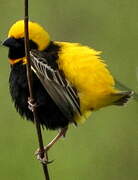 Yellow-crowned Bishop