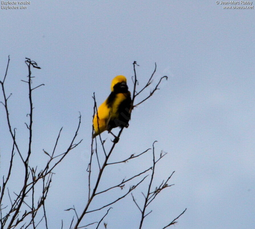 Yellow-crowned Bishop male