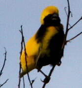 Yellow-crowned Bishop