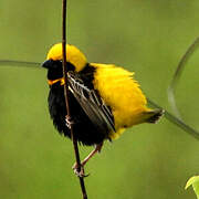 Yellow-crowned Bishop