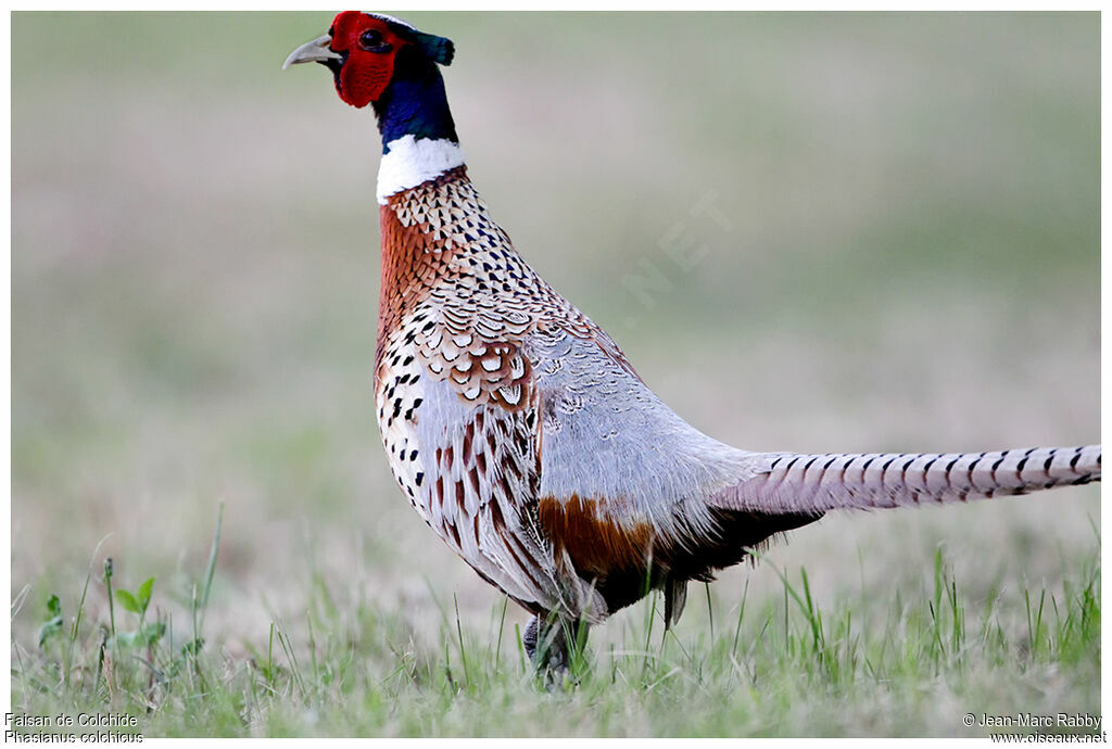 Common Pheasant male, identification