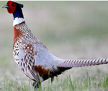 Common Pheasant