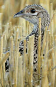 Common Pheasant