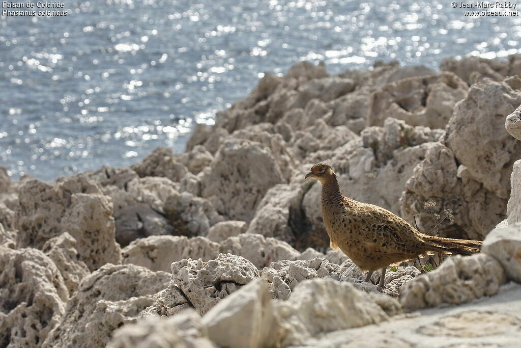 Faisan de Colchide femelle, identification