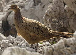 Common Pheasant