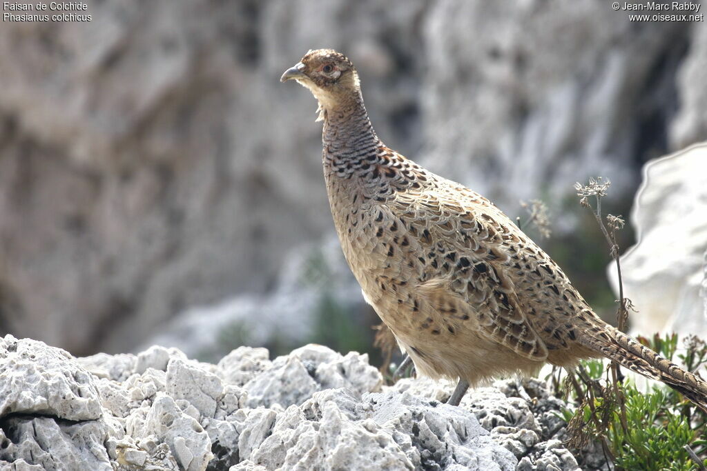 Common Pheasant female, identification