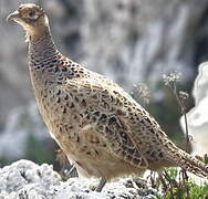 Common Pheasant