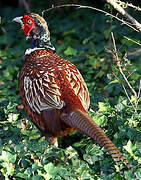 Common Pheasant