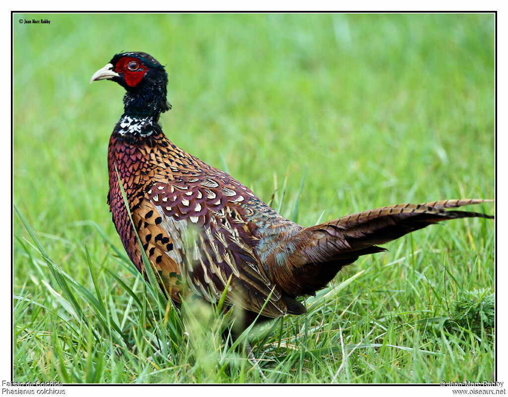 Faisan de Colchide, identification