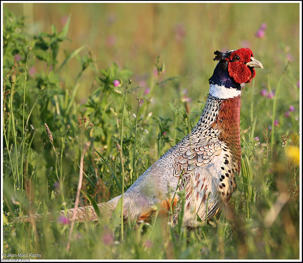 Faisan de Colchide, identification