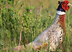 Common Pheasant