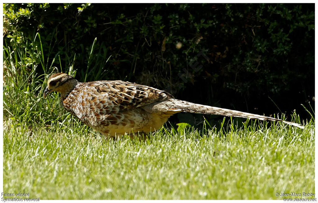 Reeves's Pheasant female, identification