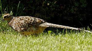 Reeves's Pheasant