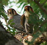 Red-necked Falcon