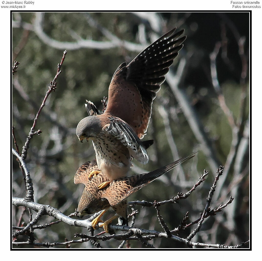 Faucon crécerelle , identification, Comportement