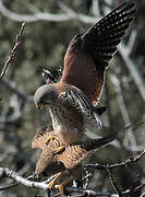 Common Kestrel