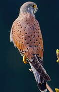 Common Kestrel