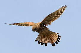 Common Kestrel