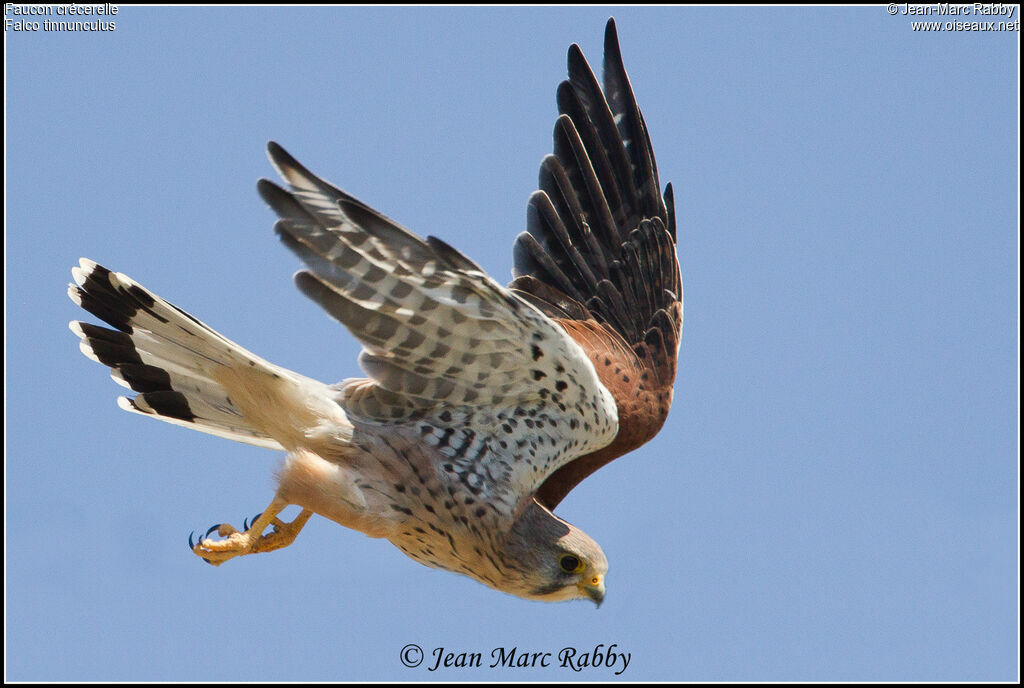 Common Kestrel, Flight