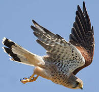 Common Kestrel