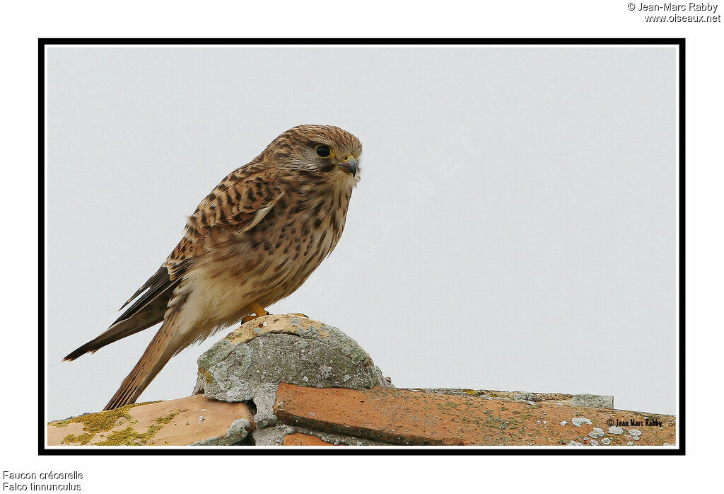 Faucon crécerelle, identification