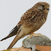 Common Kestrel