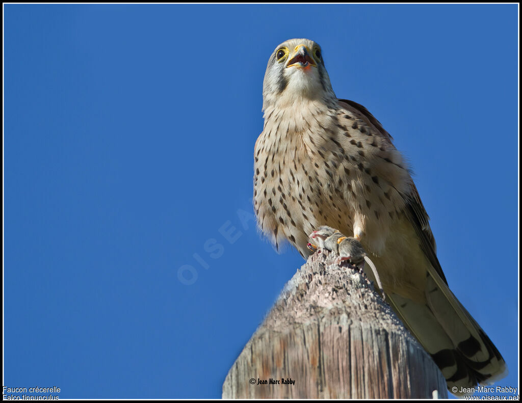 Common Kestrel, identification