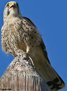 Common Kestrel