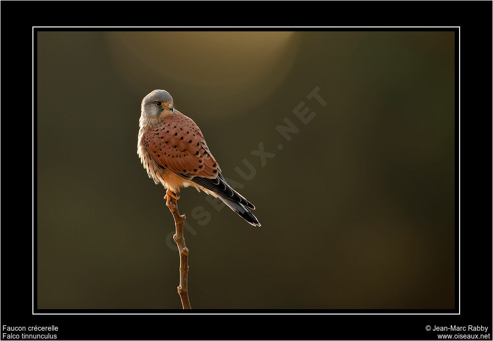 Common Kestrel, identification