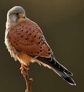 Common Kestrel