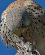 Common Kestrel