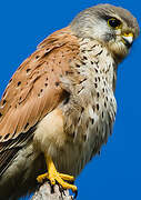 Common Kestrel