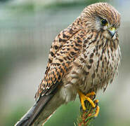 Common Kestrel