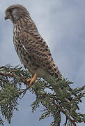 Common Kestrel