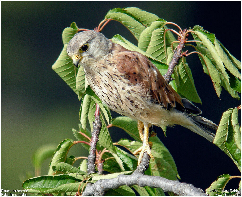 Common Kestrelimmature, identification