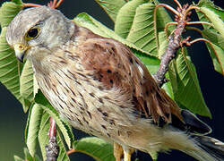 Common Kestrel