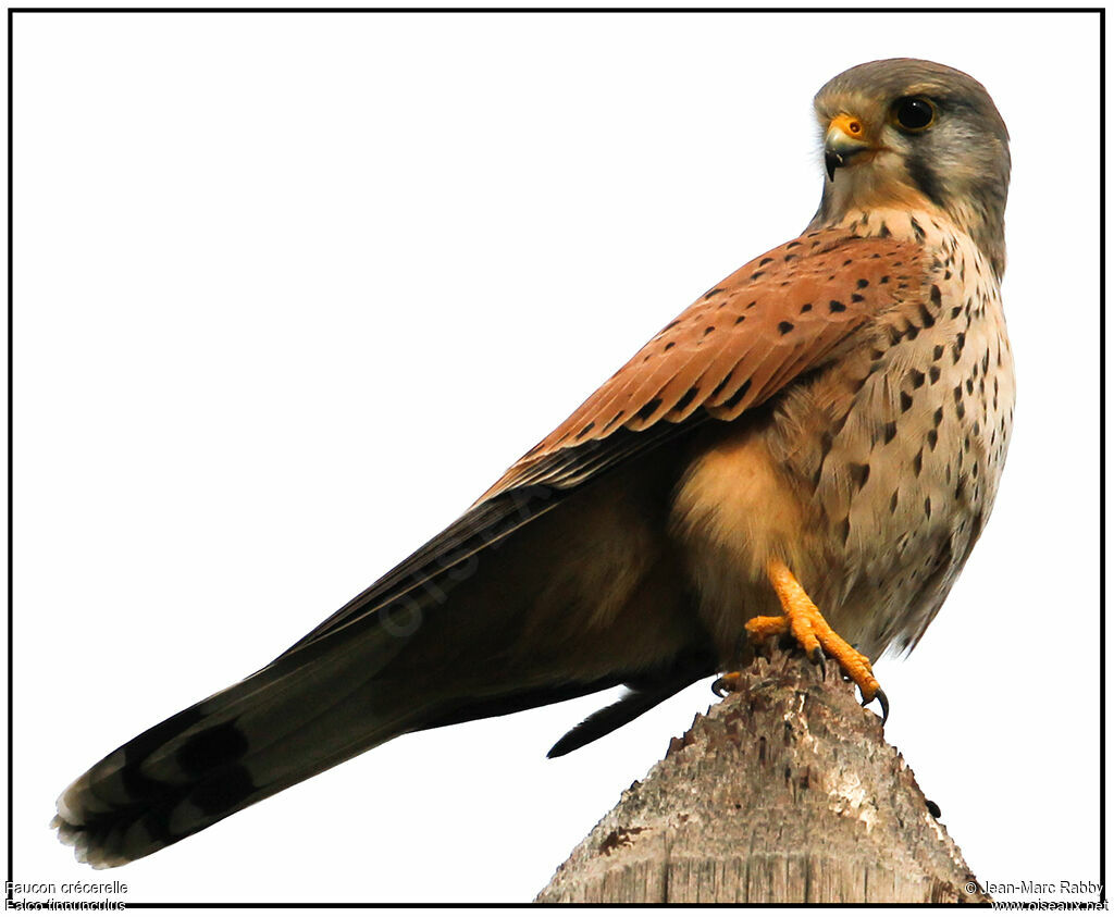 Common Kestrel, identification