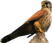 Common Kestrel