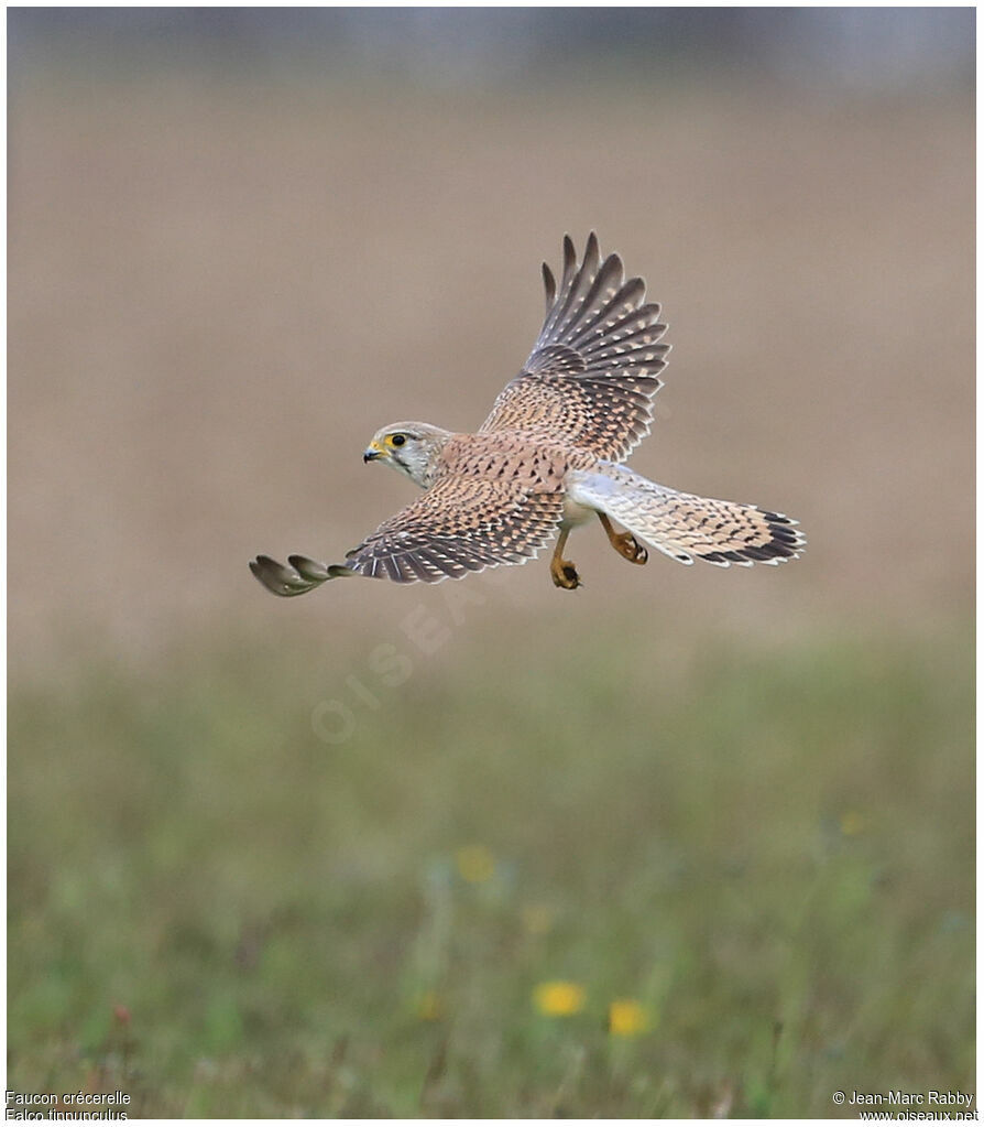 Common Kestrel, identification