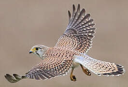 Common Kestrel