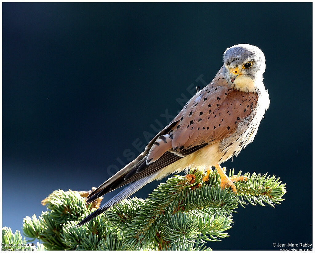 Common Kestrel, identification