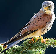 Common Kestrel