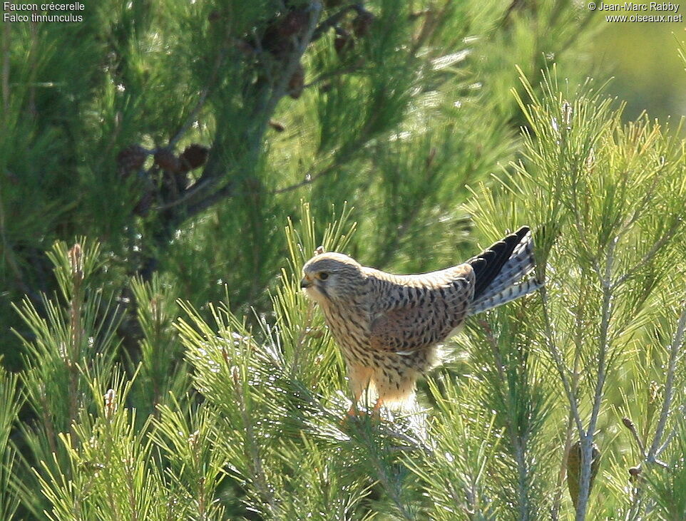 Common Kestrel