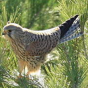 Common Kestrel