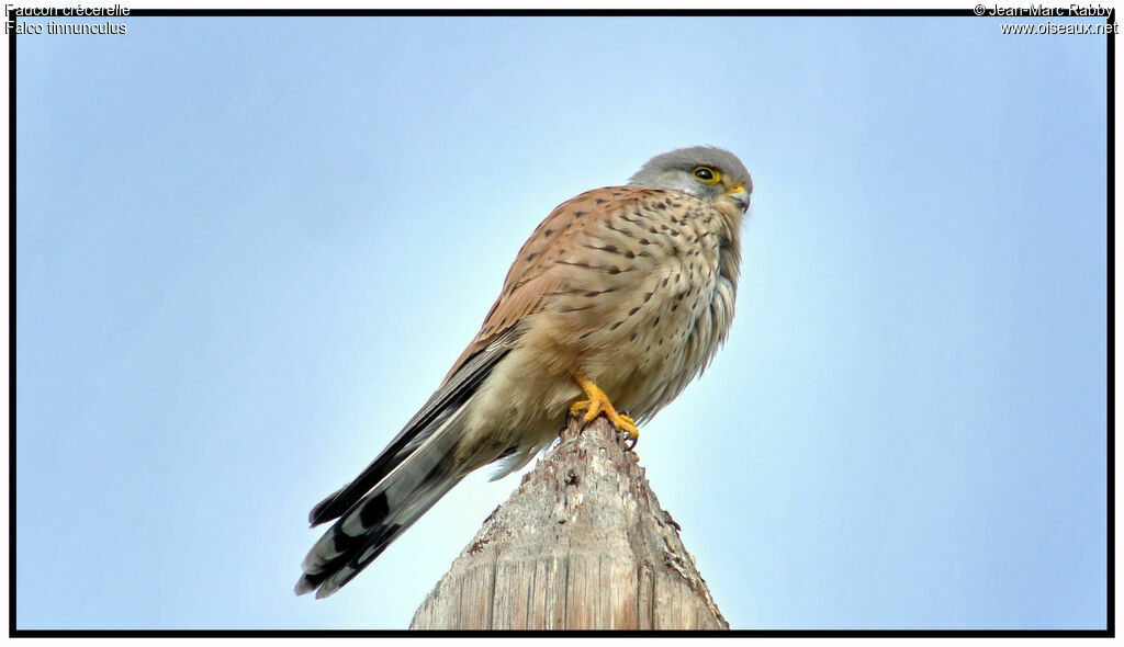 Common Kestrel, identification