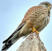 Common Kestrel