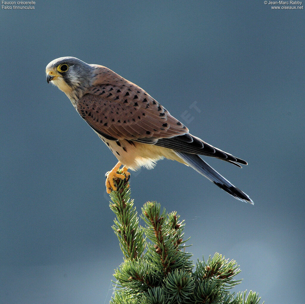 Common Kestrel, identification