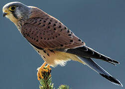 Common Kestrel