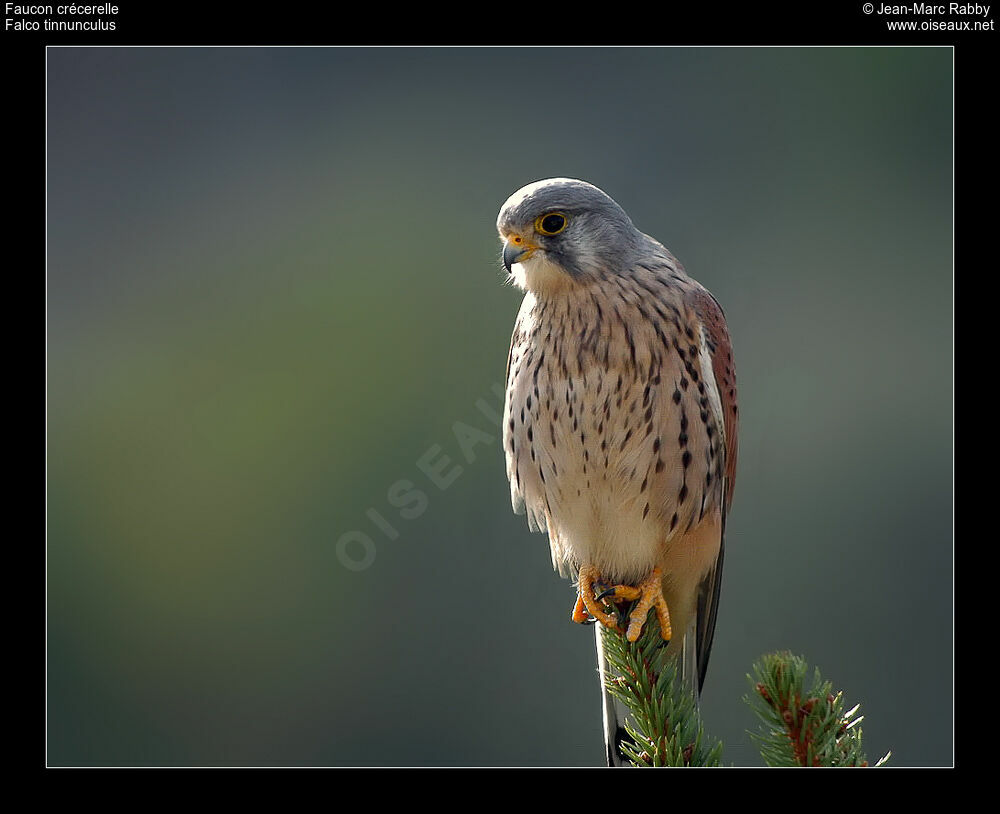 Common Kestrel, identification