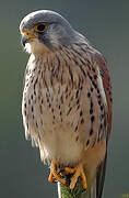 Common Kestrel